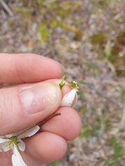 Amelanchier laevis, photograph author not stated, no rights reserved
