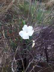 Mandevilla hypoleuca