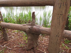 Taxodium distichum