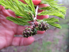 Taxodium distichum
