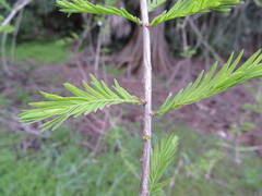 Taxodium distichum
