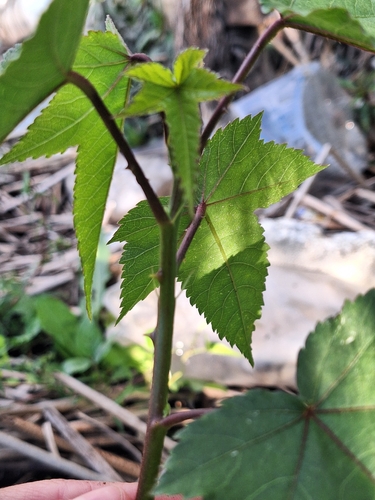 Hibiscus striatus, photograph 3