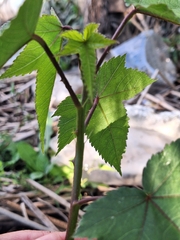 Hibiscus striatus, photograph (c) Rocío Esmeralda Pose, some rights reserved (CC BY)