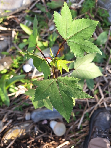 Hibiscus striatus, photograph 5
