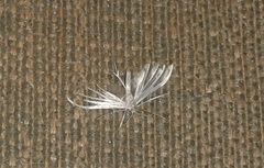 Pterophorus monospilalis