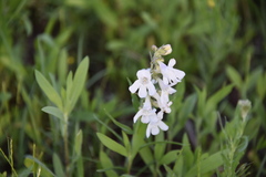 Penstemon guadalupensis