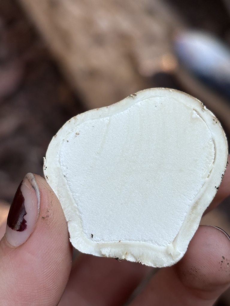 Smoky Puffball · May 2026 · photo: Photo: (c) reagan peschke, some rights reserved (CC BY) · iNaturalist