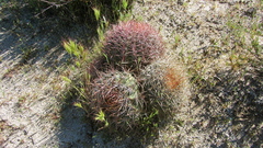Ferocactus viridescens