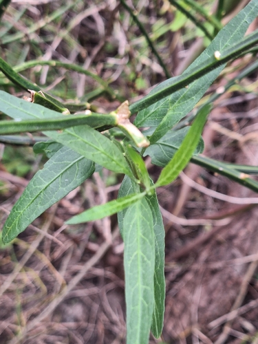 Solanum amygdalifolium, photograph 1