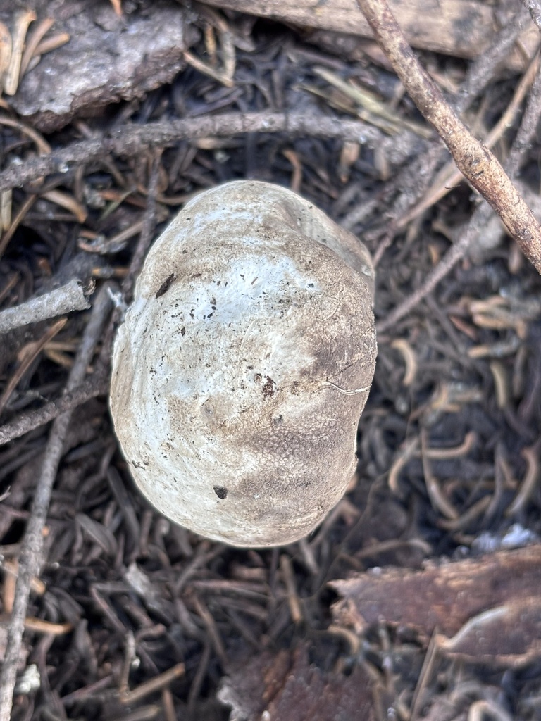 Smoky Puffball · May 2026 · photo: Photo: (c) reagan peschke, some rights reserved (CC BY) · iNaturalist
