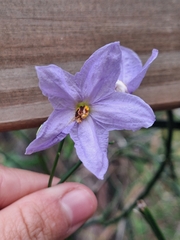 (c) Rocío Esmeralda Pose, some rights reserved (CC BY) Solanum amygdalifolium, photograph (c) Rocío Esmeralda Pose, some rights reserved (CC BY)