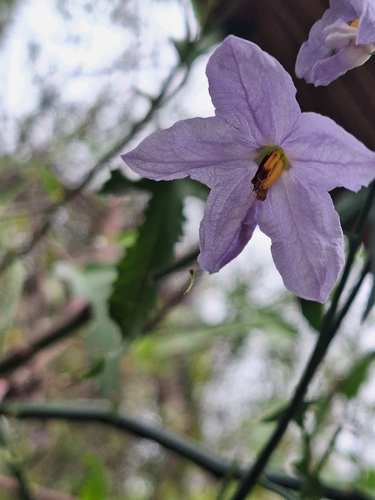Solanum amygdalifolium, photograph 4