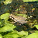 Baja California Tree Frog - Photo (c) Jorge H. Valdez, some rights reserved (CC BY-NC), uploaded by Jorge H. Valdez