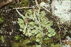 Cladonia rigida
