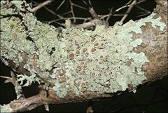Flavoparmelia rutidota