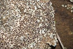 Lecanora pseudistera