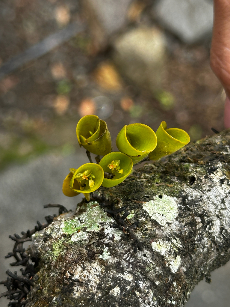 Lepanthopsis comet-halleyi