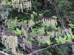 Stachyurus praecox