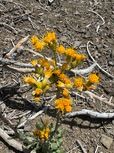 Senecio aronicoides observed 2026-05-25