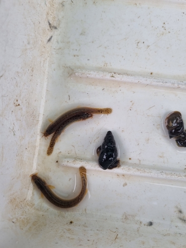 Oriental Weatherfish