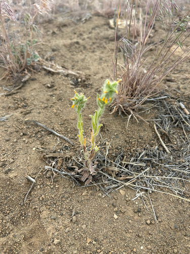 Amsinckia tessellata observed 2026-05-25
