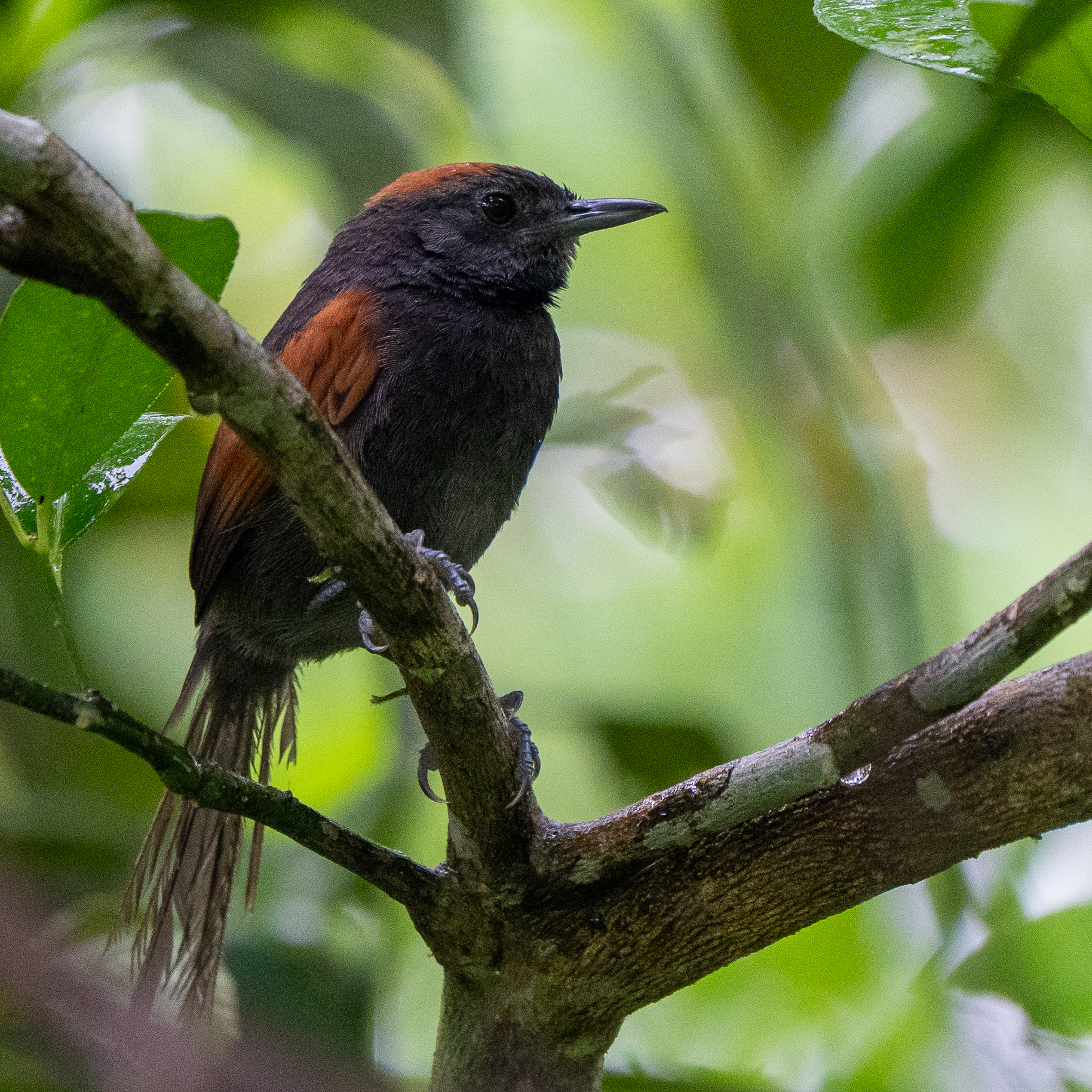 Slaty Spinetail (Synallaxis brachyura), photo 1