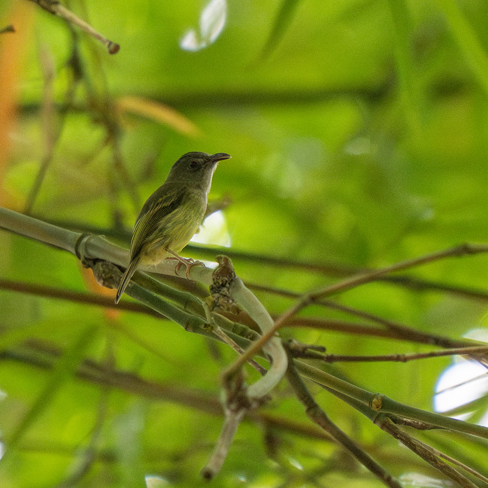 Northern Bentbill (Oncostoma cinereigulare), photo 6