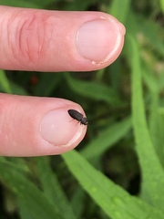 Anthaxia viridifrons