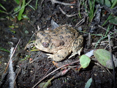Anaxyrus californicus
