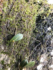 Lepanthes rupestris