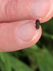 Anthaxia viridifrons