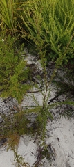 Baeckea frutescens, photograph author not stated, no rights reserved