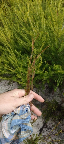 Baeckea frutescens, photograph 2