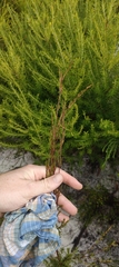 Baeckea frutescens, photograph author not stated, no rights reserved