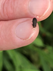 Anthaxia viridifrons