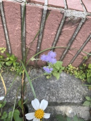 Ageratum houstonianum