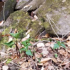 Trillium erectum