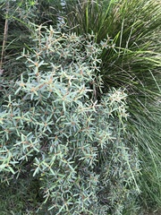 Phebalium squamulosum