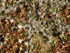 Crassula multicaulis