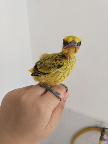 Black-naped Oriole