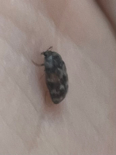 Trogoderma simplex