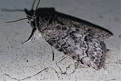 Nycteola polycyma