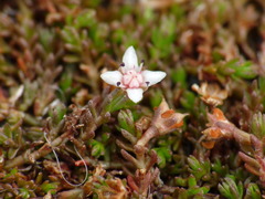 Crassula multicaulis
