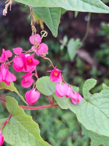 Coral Vine