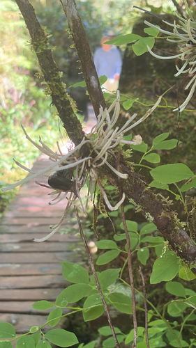 Exobasidium parvifolii observed 2026-05-26