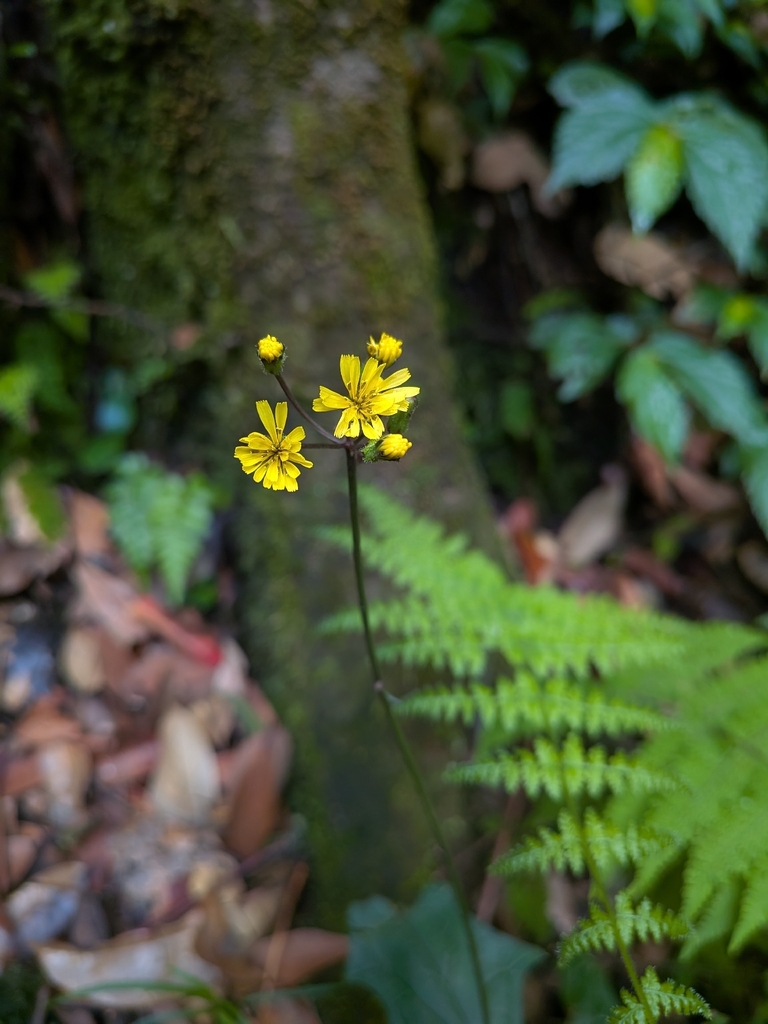 Cải giả (Youngia cineripappa)