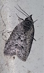 Nycteola polycyma