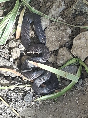 Hoffmann's Earth Snake