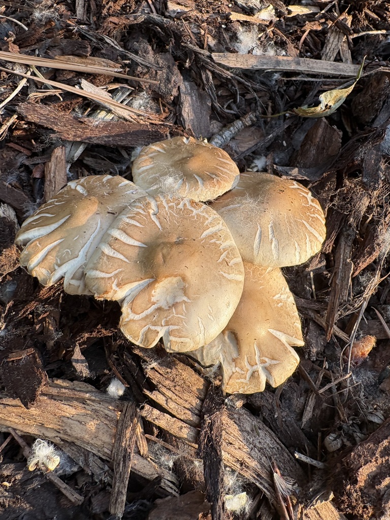 Spring Fieldcap · May 2026 · photo: Photo: (c) sylbobaggins, some rights reserved (CC BY) · iNaturalist