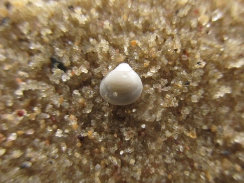 Euglesa compressa observed 2026-05-26